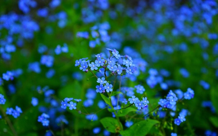 цветы, листья, макро, лепестки, размытость, незабудки, синие, flowers, leaves, macro, petals, blur, forget-me-nots, blue