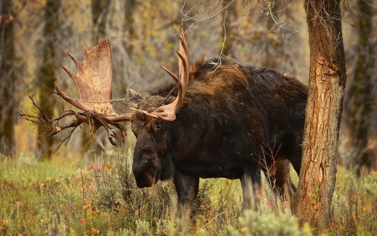 лес, животное, рога, лось, elan, forest, animal, horns, moose