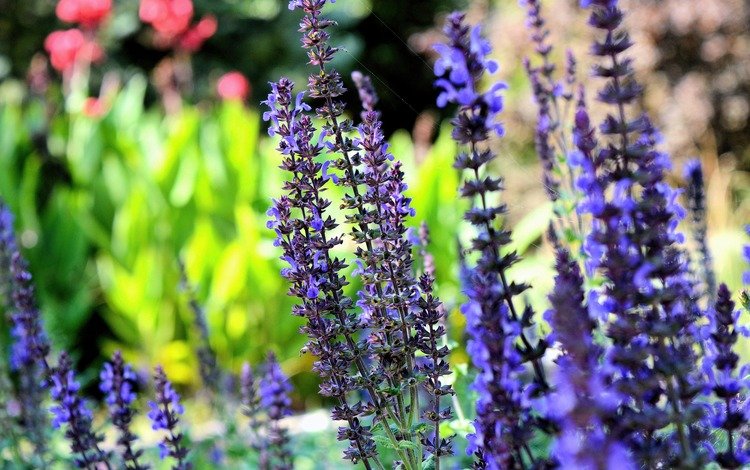 цветы, лаванда, сад, синие, flowers, lavender, garden, blue