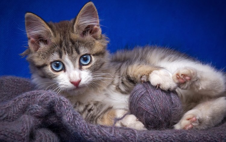 кот, кошка, взгляд, котенок, клубок, нитки, пряжа, cat, look, kitty, tangle, thread, yarn