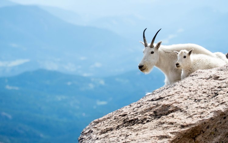 горы, снежная коза, животные, горная коза, коза, белые, козленок, козы, парнокопытные, горные козы, мать и дитя, mother and child, mountains, animals, goat, white, goats, artiodactyls, mountain goat