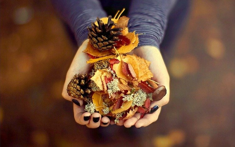 листья, осень, руки, подарок, ладони, сосновые шишки, leaves, autumn, hands, gift, palm, pine cones
