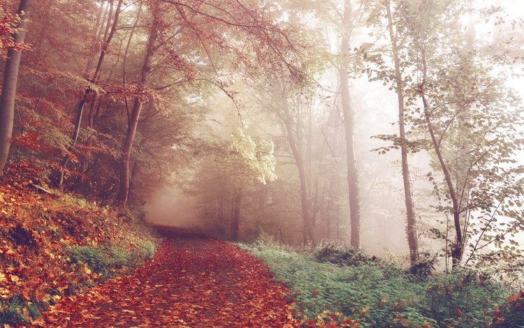 дорога, деревья, лес, туман, осень, красные листья, германия, road, trees, forest, fog, autumn, red leaves, germany