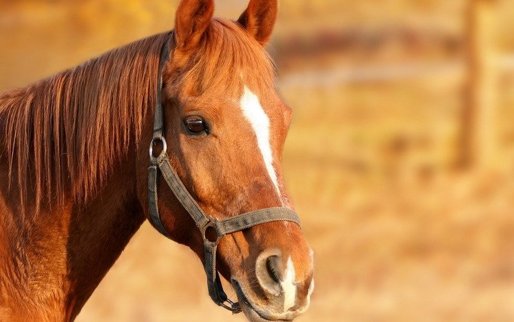 лошадь, конь, грива, голова, коричневый, узда, уздечка, horse, mane, head, brown, bridle