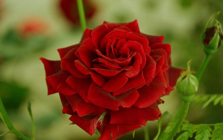 цветок, роза, красная, краcный, боке, flower, rose, red, bokeh