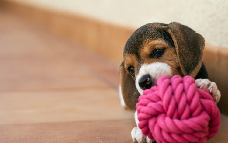 животные, собака, щенок, игра, веревка, мяч, милый, бигль, animals, dog, puppy, the game, rope, the ball, cute, beagle