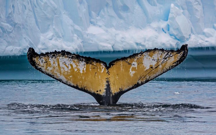 хвост, кит, антарктика, cierva cove, горбатый кит, tail, kit, antarctica, humpback whale