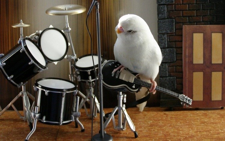 животные, гитара, музыка, белый, птица, попугай, animals, guitar, music, white, bird, parrot