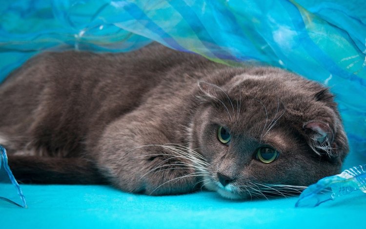 глаза, кошка, взгляд, серый, голубой фон, вислоухий, шотландский, oboi-ot-lolita777-kot-koshka-6910.jpg кот, eyes, cat, look, grey, blue background, fold, scottish, oboi-ot-lolita777-kot-koshka-6910.jpg cat