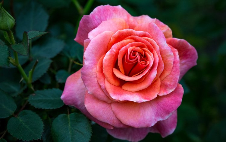 цветок, роза, бутон, куст, flower, rose, bud, bush