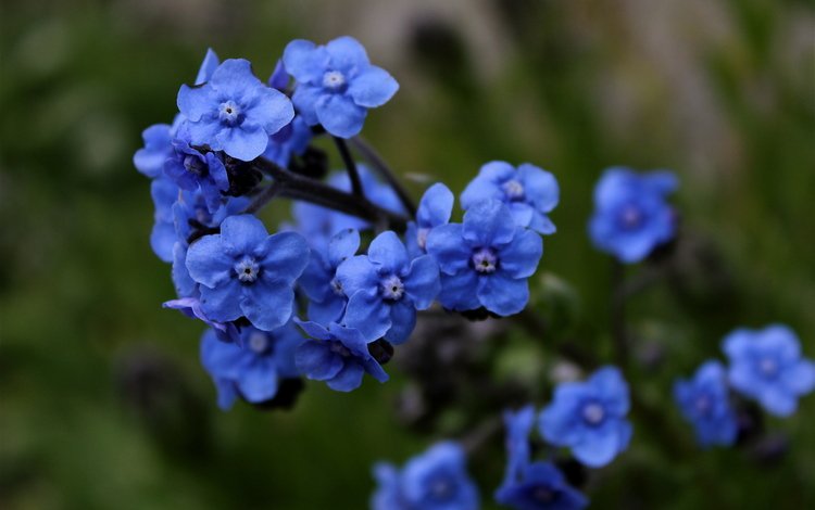 цветы, незабудки, синие, голубая,  цветы, flowers, forget-me-nots, blue