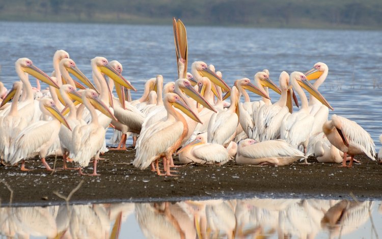 птицы, пеликаны, birds, pelicans