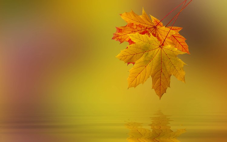 природа, листья, макро, осень, nature, leaves, macro, autumn