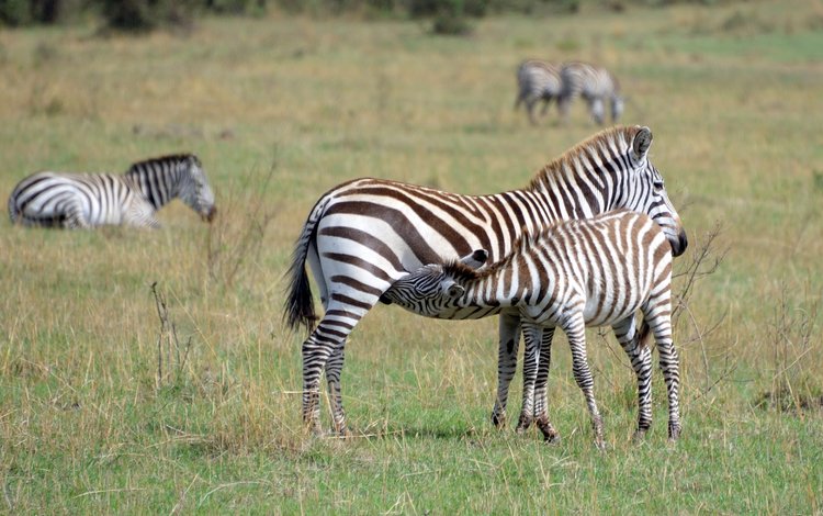 животные, дикая природа, зебры, animals, wildlife, zebra