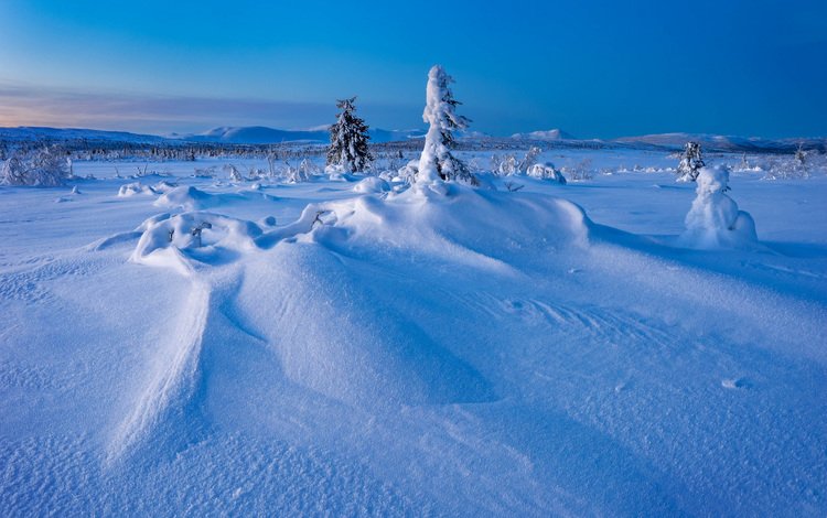 деревья, снег, зима, швеция, сугробы, швеции, лапландия, gitsfjallets nature reserve, trees, snow, winter, sweden, the snow, lapland