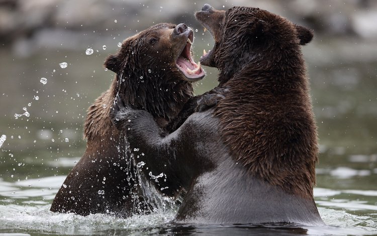 вода, природа, медведи, аляска, бурый медведь, п, water, nature, bears, alaska, brown bear, p