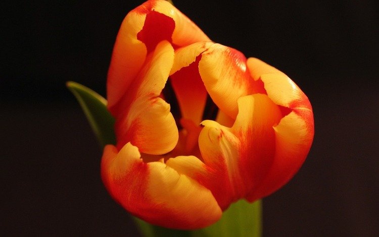 макро, цветок, весна, оранжевый, черный фон, тюльпан, macro, flower, spring, orange, black background, tulip