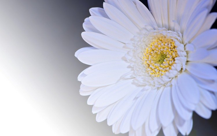 цветок, лепестки, белый, гербера, flower, petals, white, gerbera