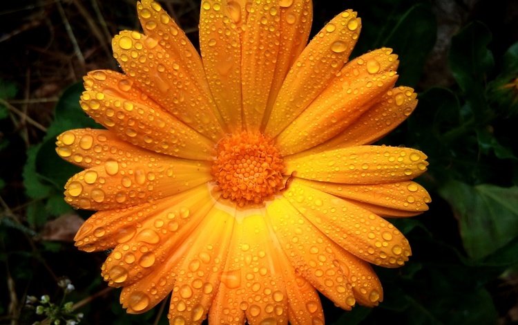 цветок, капли, лепестки, апельсин,  цветы, капли дождя, flower, drops, petals, orange, flowers, raindrops