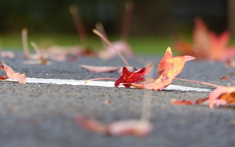дорога, листья, осень, листик, road, leaves, autumn, leaf