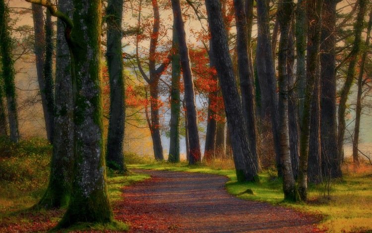 дорога, деревья, лес, осень, road, trees, forest, autumn