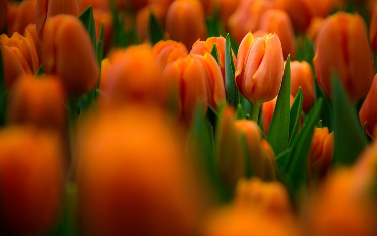 бутоны, тюльпаны, боке, buds, tulips, bokeh
