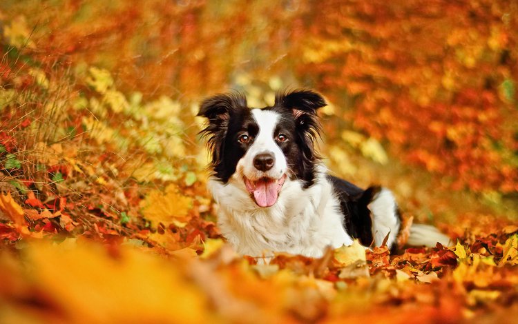 листья, осень, собака, боке, бордер-колли, leaves, autumn, dog, bokeh, the border collie