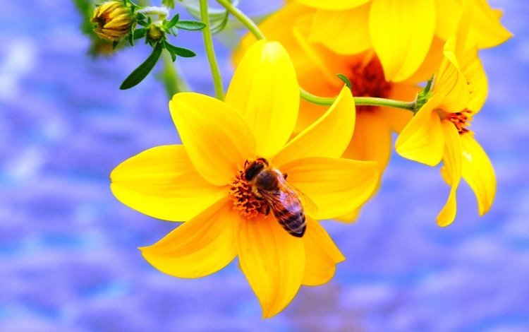 желтый, насекомое, цветок, пчела, yellow, insect, flower, bee