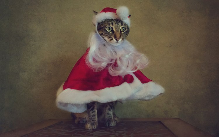 новый год, костюм санты, кот, кошка, праздник, рождество, накидка, санта клаус, колпак, борода, beard, new year, the santa suit, cat, holiday, christmas, cape, santa claus, cap