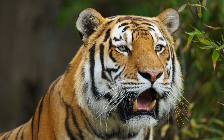 тигр, морда, хищник, дикая кошка, амурский тигр, tiger, face, predator, wild cat, the amur tiger