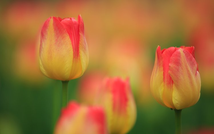 бутоны, макро, тюльпаны, боке, buds, macro, tulips, bokeh