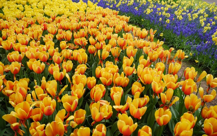 тюльпаны, много, желтые, оранжевые, tulips, a lot, yellow, orange