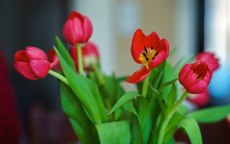 цветы, красные, букет, тюльпаны, flowers, red, bouquet, tulips