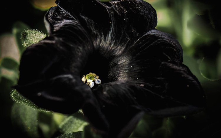 цветок, петуния, черный бархат, flower, petunia, black velvet