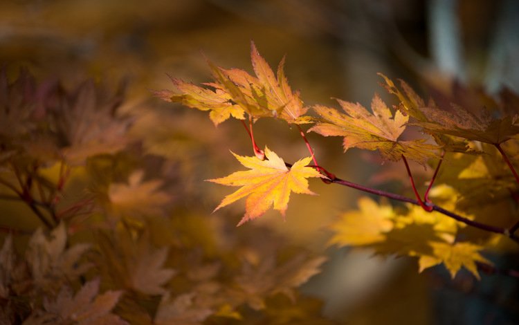 природа, листья, осень, nature, leaves, autumn