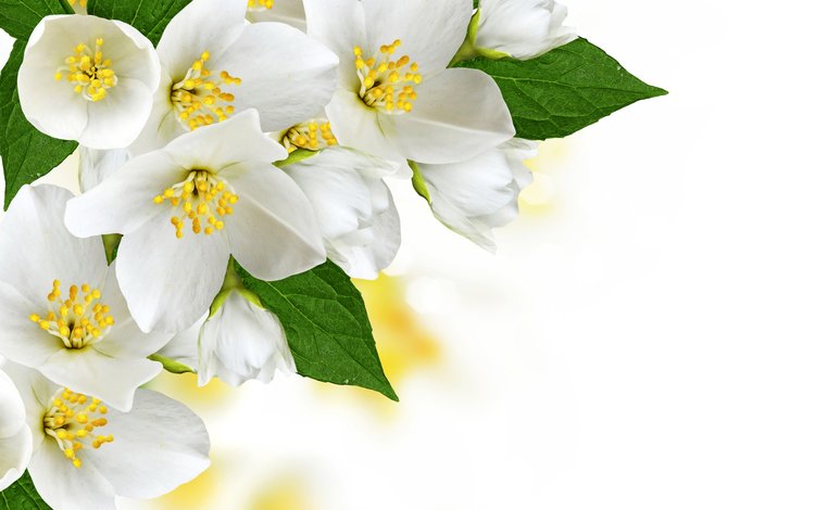 цветы, цветение, белые, деревь, жасмин, цветущий, flowers, flowering, white, trees, jasmine, blooming