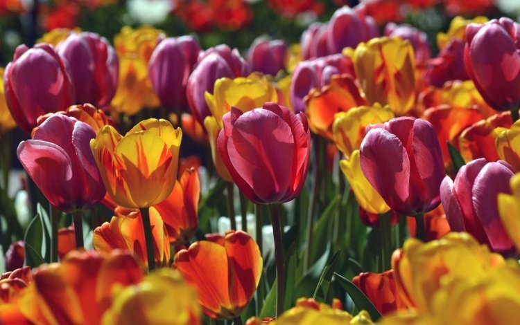 макро, лепестки, тюльпаны, macro, petals, tulips