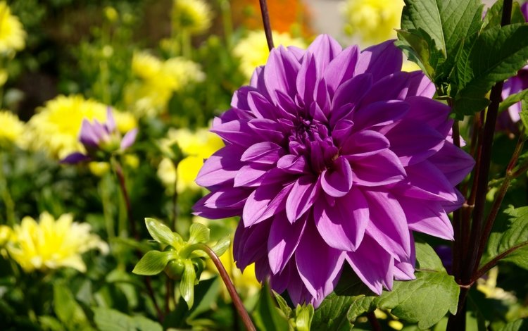 цветок, фиолетовый,  цветы, георгин, лиловая, flower, purple, flowers, dahlia