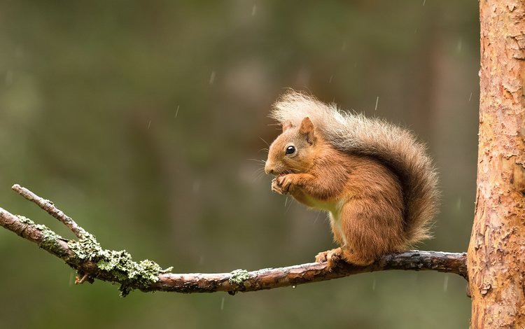 ветка, дождь, белка, хвост, белочка, грызун, branch, rain, protein, tail, squirrel, rodent