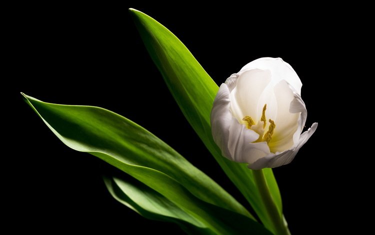 белый, тюльпан, белая, alone in the dark, white, tulip