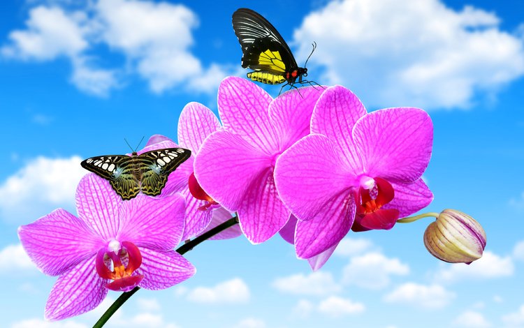 небо, облака, цветок, бабочки, голубое, орхидея, крупным планом, the sky, clouds, flower, butterfly, blue, orchid, closeup