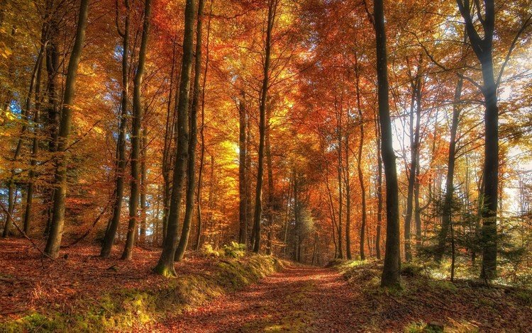 деревья, природа, лес, листья, пейзаж, осень, солнечный свет, trees, nature, forest, leaves, landscape, autumn, sunlight