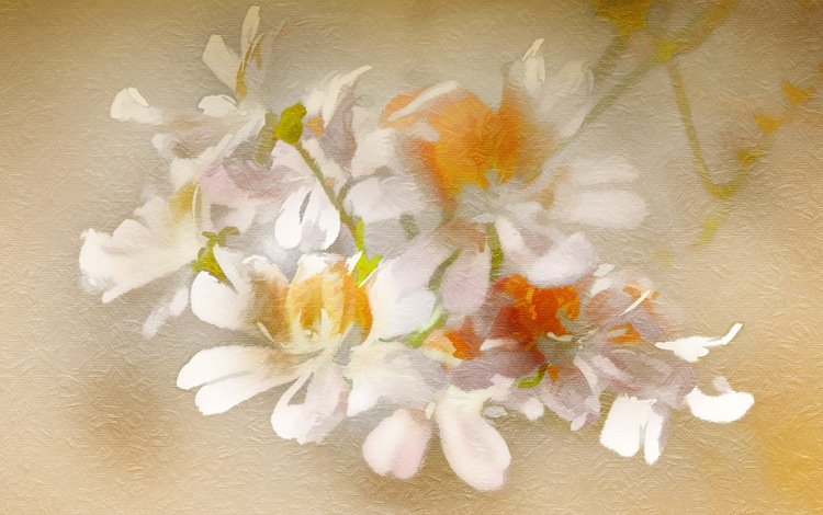 цветы, текстура, фон, flowers, texture, background