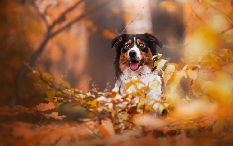 взгляд, осень, собака, друг, бордер колли, look, autumn, dog, each, border collie