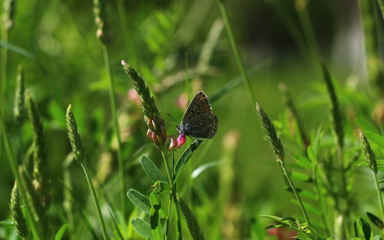 цветы, трава, насекомое, бабочка, flowers, grass, insect, butterfly