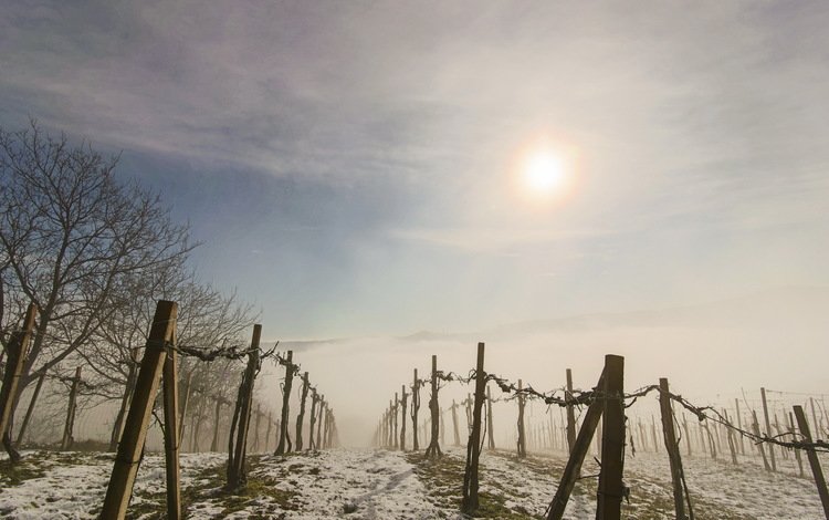 утро, туман, забор, виноградник, morning, fog, the fence, vineyard