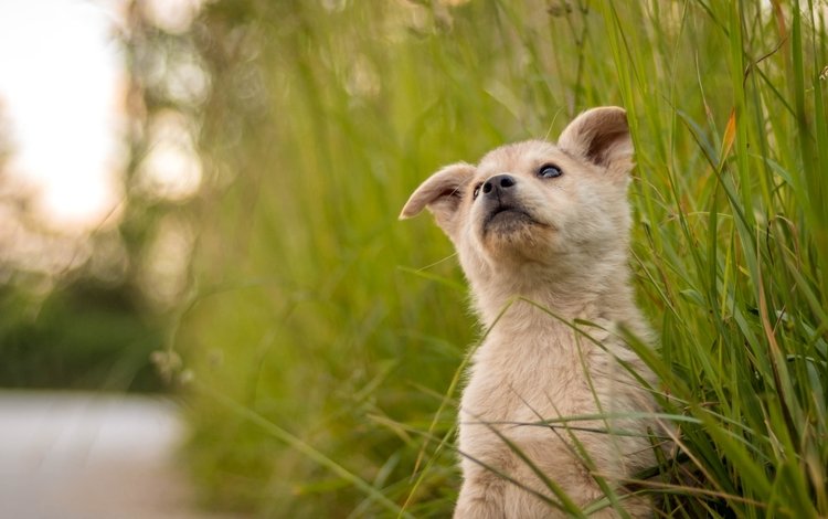 трава, мордочка, взгляд, собака, щенок, милый, grass, muzzle, look, dog, puppy, cute