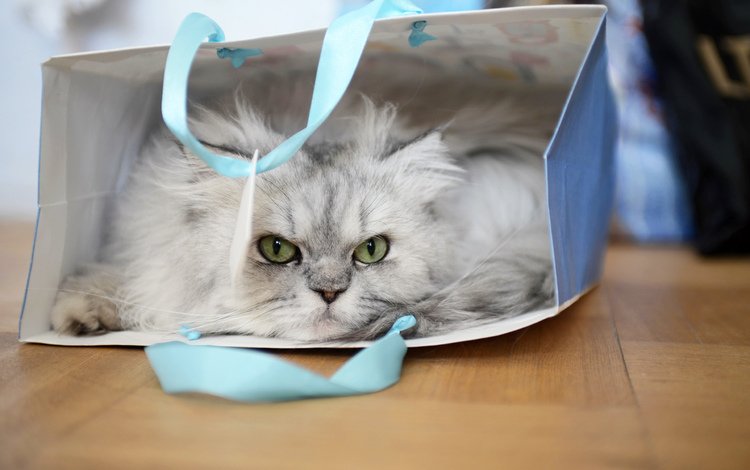 глаза, кот, кошка, взгляд, пакет, сумка, пушистая, кошка персидская, eyes, cat, look, package, bag, fluffy, cat persian