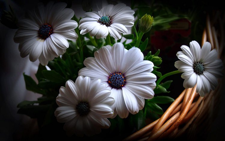 цветы, фон, корзина, гербера, flowers, background, basket, gerbera