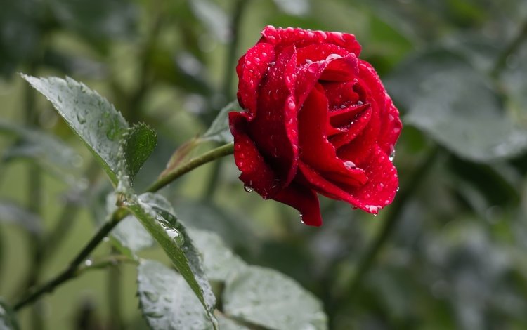 цветок, роза, красная, дождь, капли воды, flower, rose, red, rain, water drops